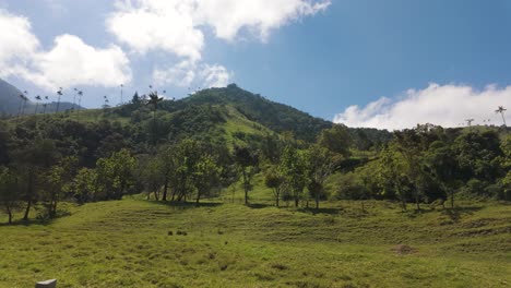 Cocora-valley-Vista-with-Wax-Palm-Silhouettes,-Colombia