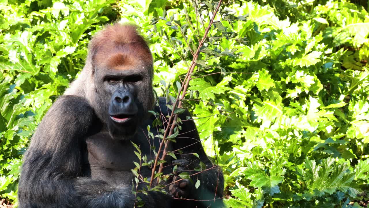 Gorilla che mangia foglie in un ambiente lussureggiante