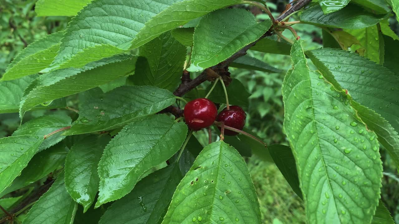 Ripe cherries on the tree between leaves