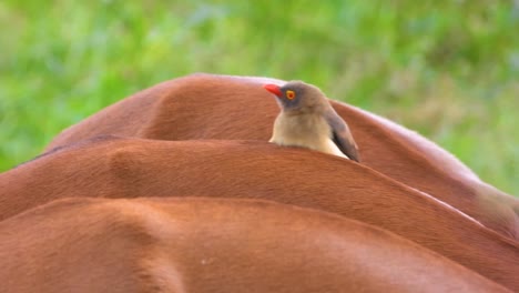 little bird resting on top of a gazelle, south africa. kruger national park.