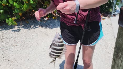 Fisherwoman-Carefully-Grabes-Sheepshead-Fish-with-Sharp-Fins-Holding-Gills-by-Hand