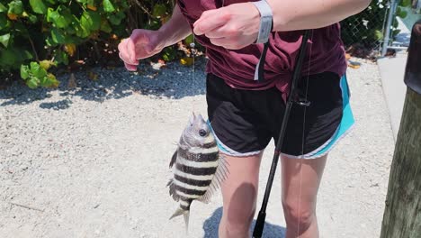 pescadora grabes cuidadosamente peces cabeza de oveja con aletas afiladas sosteniendo branquias con la mano