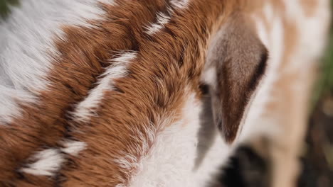 close-up of animal fur