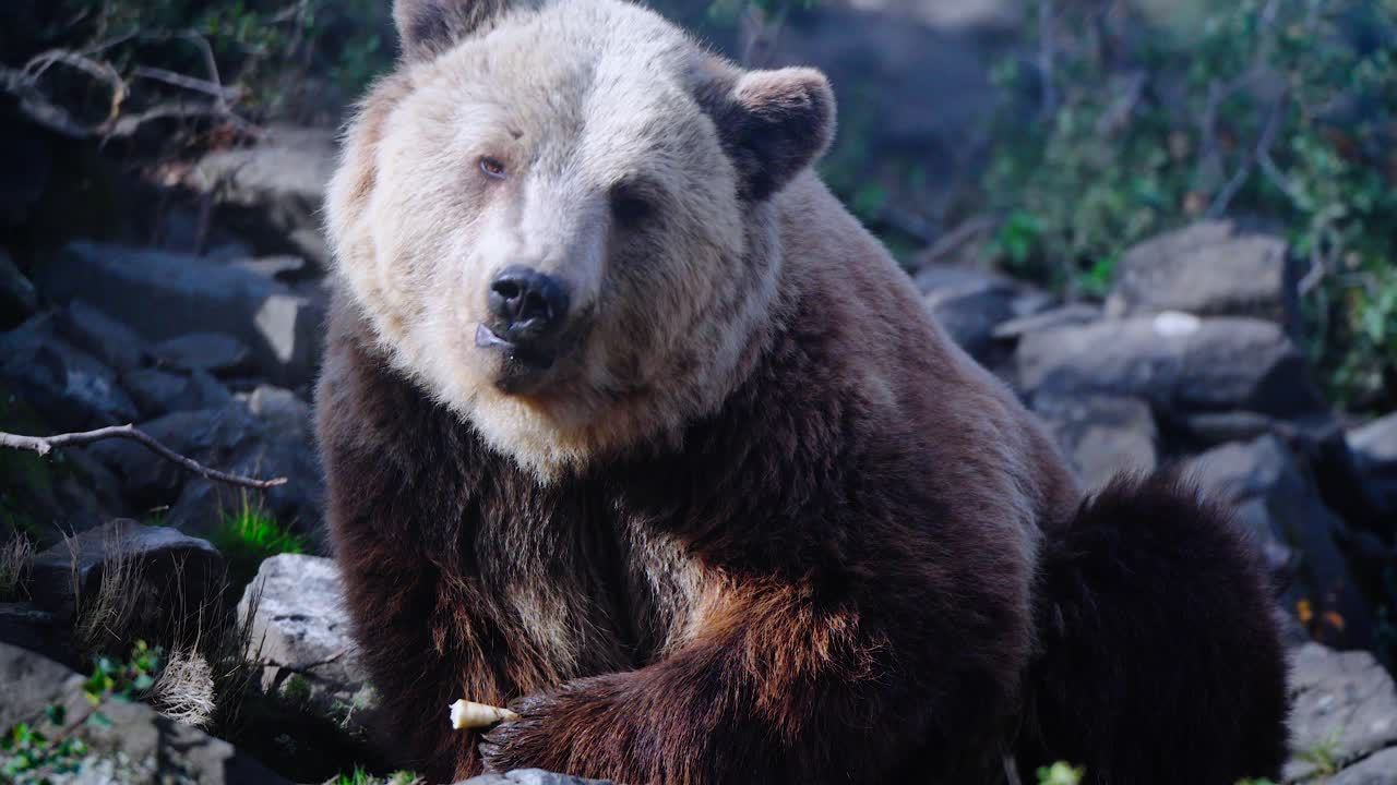 primer plano de un oso pardo buscando y encontrando comida debajo de las rocas