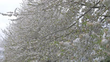 Weiße-Kirschbäume-Blühen-Im-Frühling