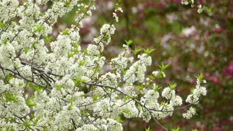 Nashville-Warbler-hiding-in-the-branches-of-a-white-flowering-tree-in-spring-on-a-sunny-day---static-view