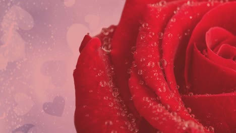 animation of single red rose moving, with copy space on with hearts on pink background