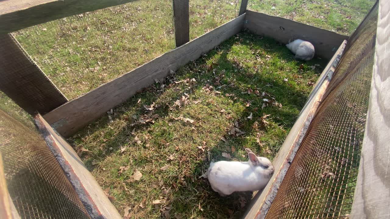 weißes kleines niedliches kaninchen spielt und isst grünes gras in einem hölzernen käfig im freien