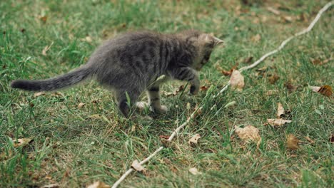 funny kitty on the ground. little grey kitten trying to catch a cord on the grass. cat running in the meadow.