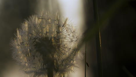 cabeza de semilla de diente de león a la luz del sol