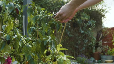 Hand-überprüft-In-Zeitlupe-Eine-Im-Garten-Wachsende-Chilischote