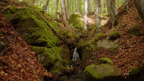 water falling of a rock on a wild colorful forest