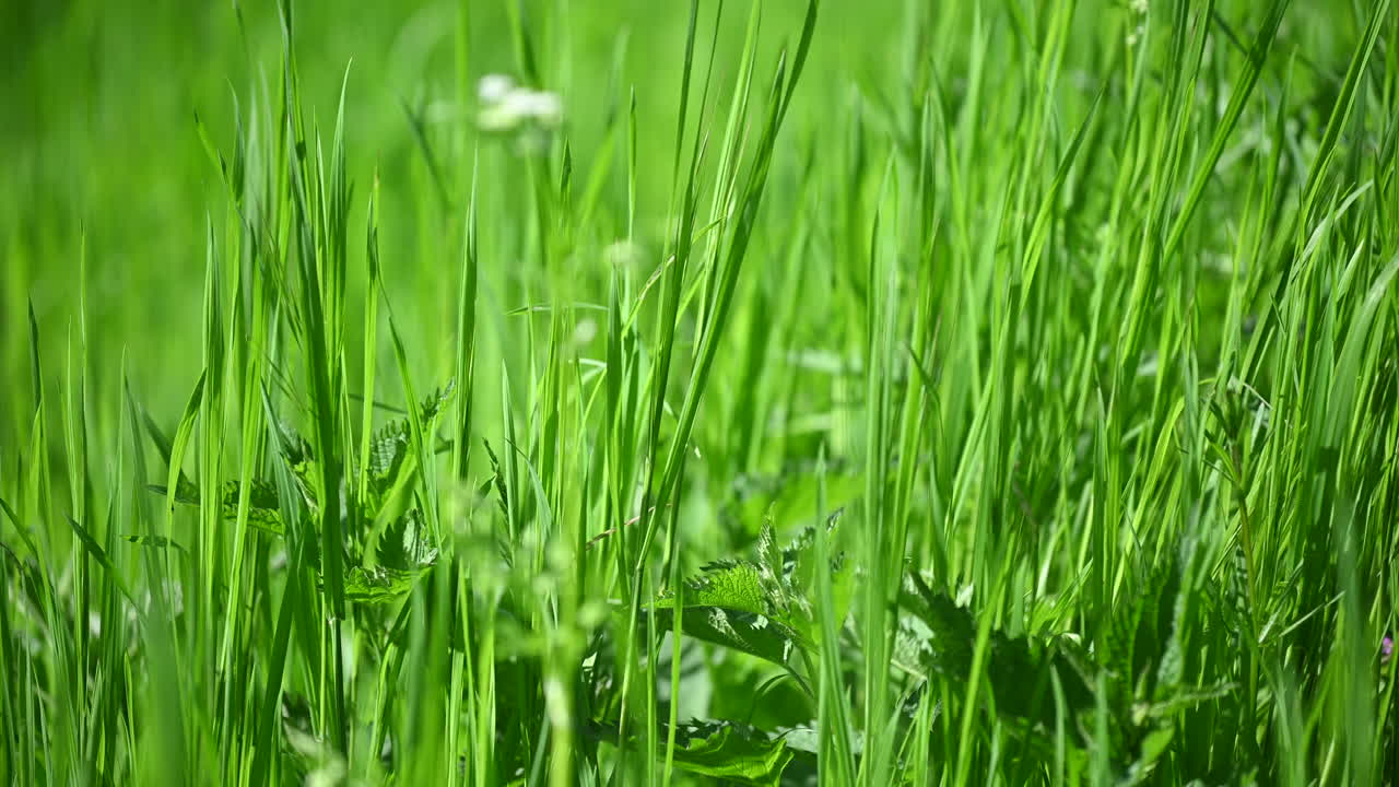 hierba verde fondo abstracto primavera en la europa