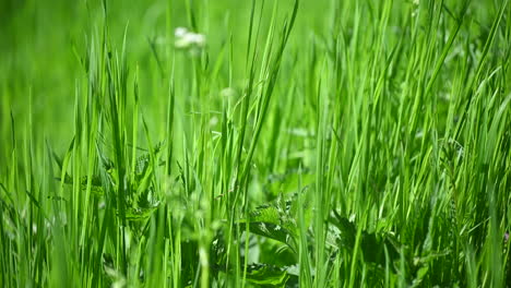 Green-grass-abstract-background-spring--in-the-Europe