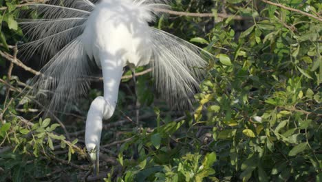 white egret stretches wings in treetop canopy, sunlight illuminating its plumage in a wild nesting habitat