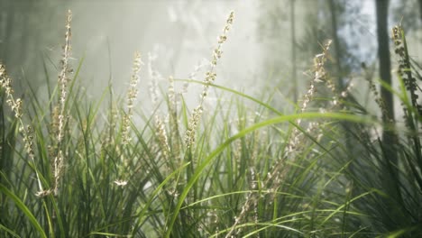 grass flower field with soft sunlight for background.