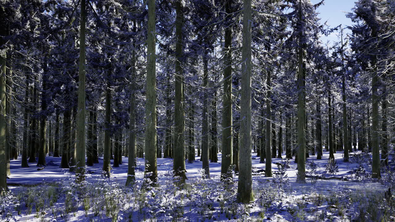 Snow covered forest landscape featuring tall evergreen trees