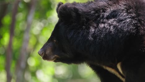 Metraje-De-Retrato-Mirando-Hacia-La-Izquierda-Con-Un-Hermoso-Fondo-De-Bosque,-Oso-Negro-Asiático,-Ursus-Thibetanus,-Santuario-De-Vida-Silvestre-Huai-Kha-Kaeng,-Tailandia