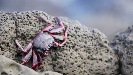 single red sally lightfoot crab walking lava rock in the galapagos