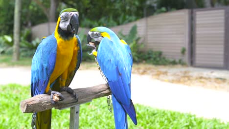 loros exóticos ara comen nueces sentados en un soporte de estante