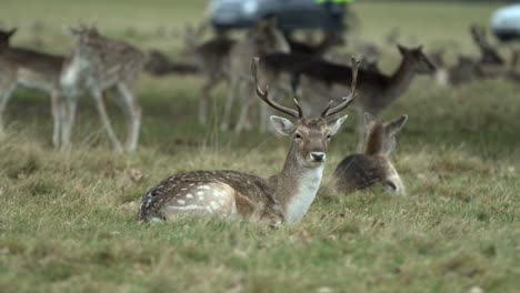 Hirsch-Ruht-Inmitten-Einer-Herde-Hirsche-Im-Richmond-Park-An-Einem-Bewölkten-Wintertag