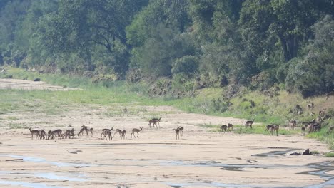 impala antelope flock grazing in african savannah