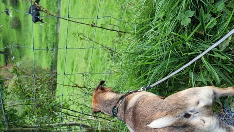 vertical adventurous, curious puppy staring at cows grazing near rural meadow stream hillside