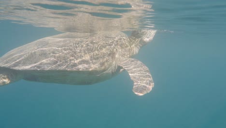 A-sea-turtle-swimming-in-the-shallows-breaches-for-a-breath-before-resubmerging
