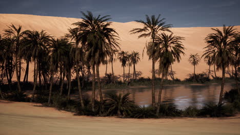 oasis en el desierto