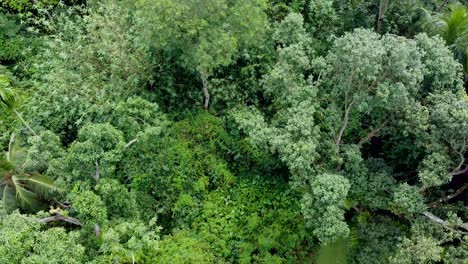 Aerial-view-of-deep-green-forest-or-jungle-at-rainy-season