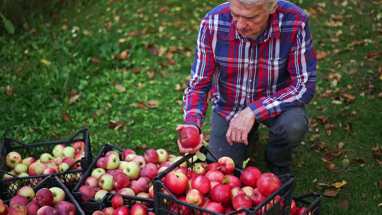 Sorting out the ripe red apples freshly picked in the garden. Farmer kneels to the boxes of apples and starts to sort them. View from top.