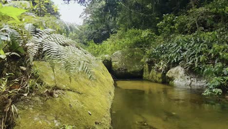 calm and peaceful wild river pool at amazon rainforest