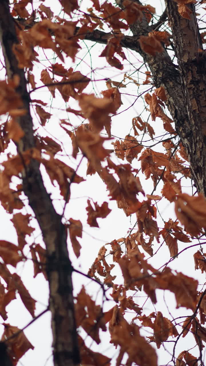 las hojas secas de otoño se aferran a las ramas delgadas, balanceándose suavemente en el viento contra un cielo suave, el follaje marchitado captura la esencia de la transición estacional