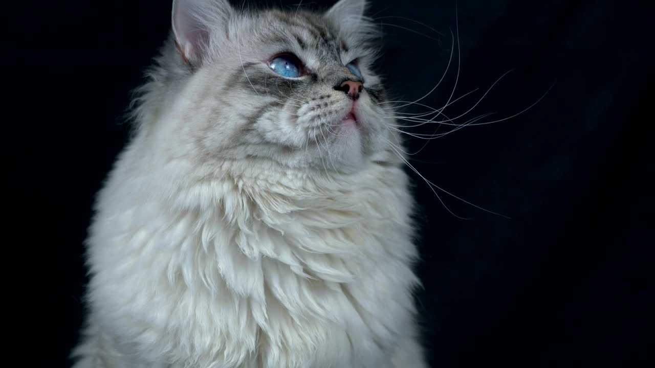 똑똑한 털이 많은 시베리아 고양이