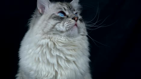 el gato siberiano espeluznante