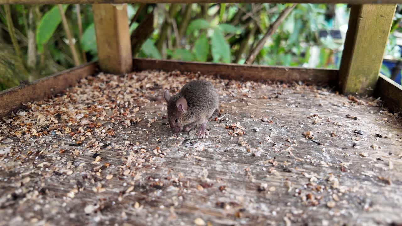 Small, cute mouse eating seeds and grains from a wooden bird feeder
