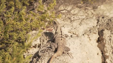 lagarto nativo de méxico - iguana negra de cola espinosa en rocas áridas
