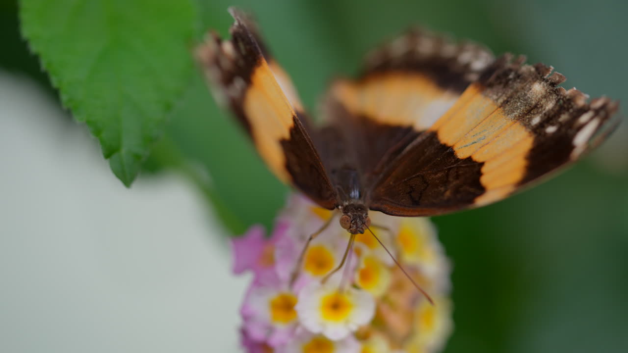 bonita mariposa monarca batiendo alas en cámara lenta y alimentando néctar de flores, macro