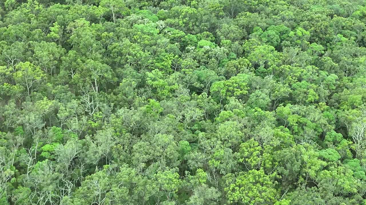 울창 한 숲 을 공중 에서 볼 수 있다