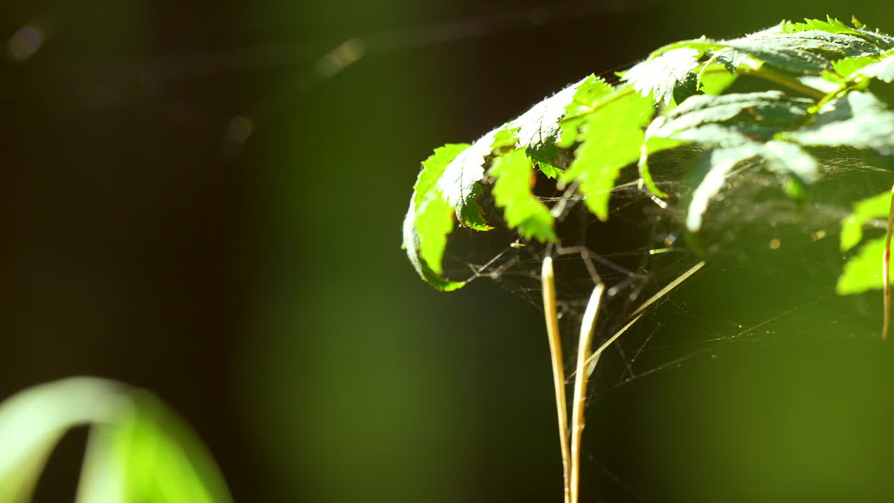 red de araña en las hojas de la planta en verano
