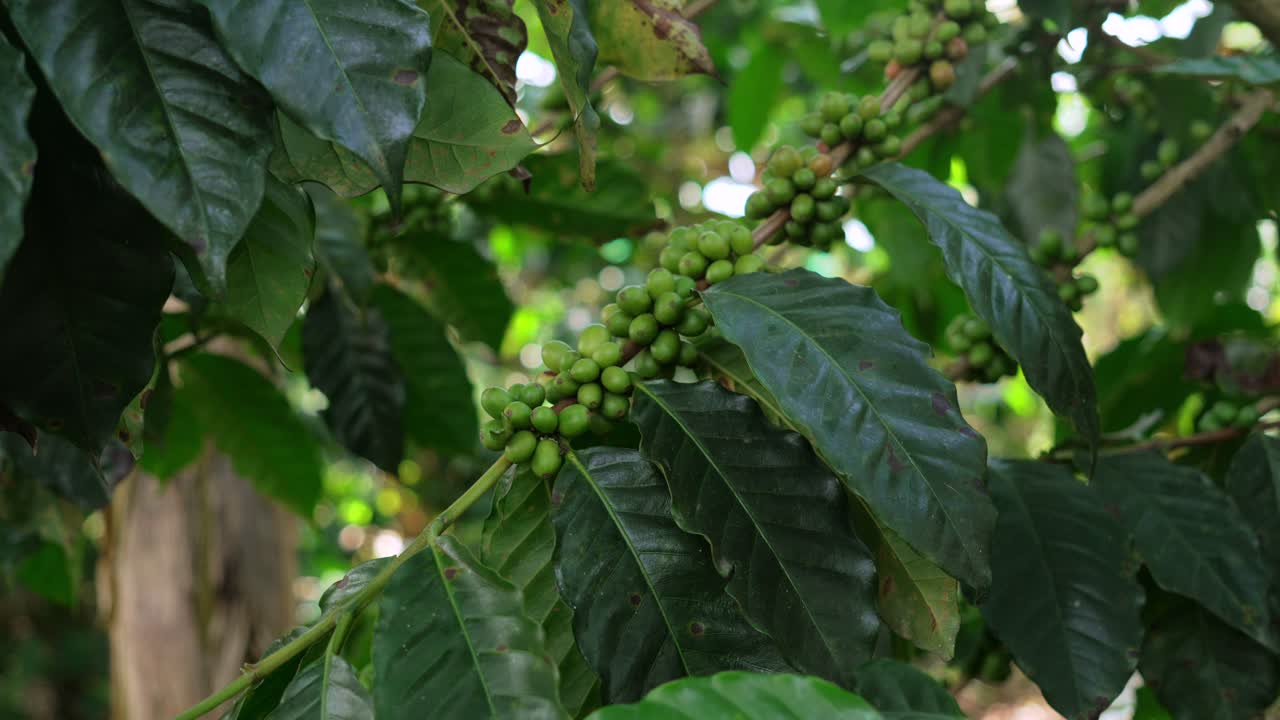 Coffee cherry beans green color on a branch in Colombia unripe plantation