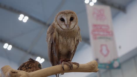 a barn owl perched indoors