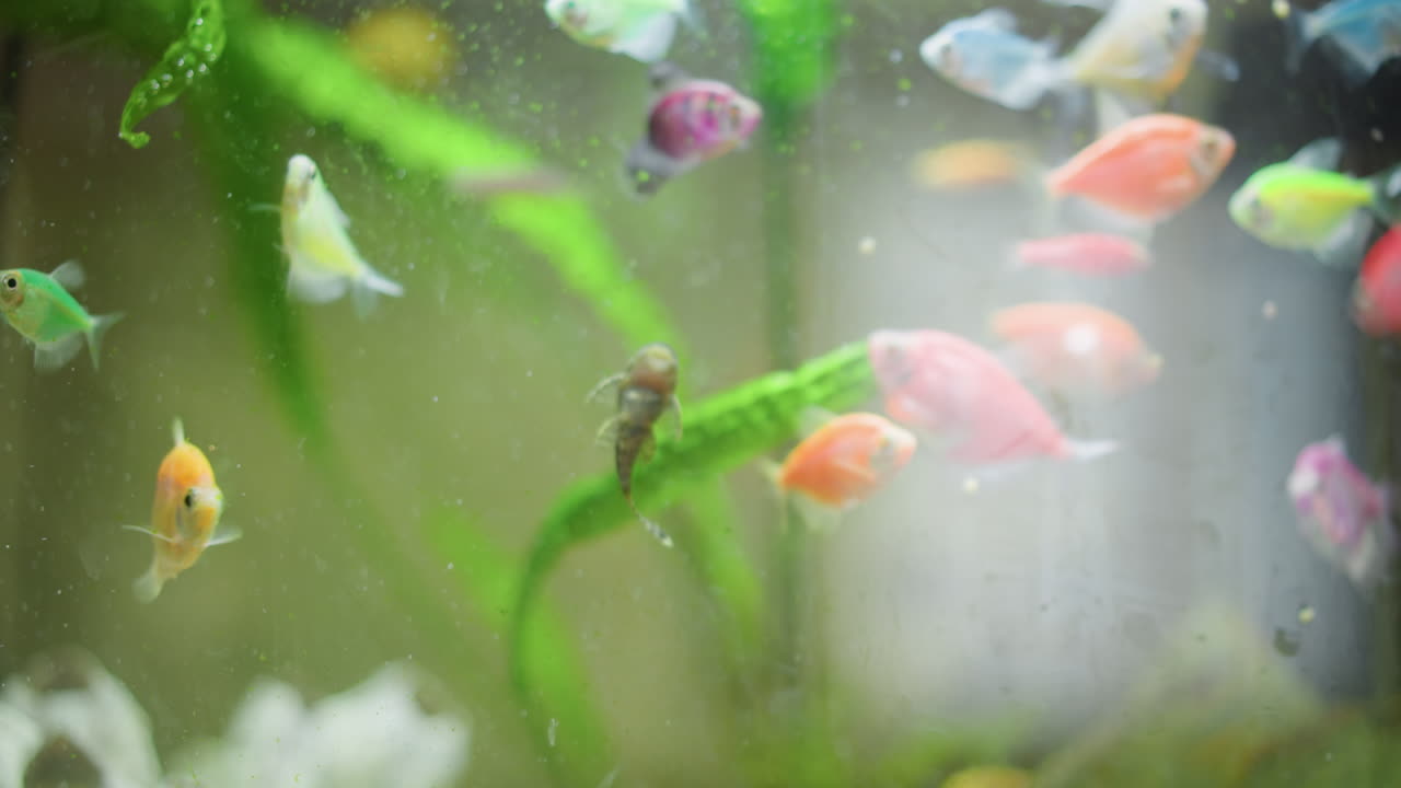 Closeup view of aquarium fish swimming with small pleco attached to glass, surrounded by neon tetras, glowing colors, green plants, and water bubbles creating vibrant underwater scene full of detail