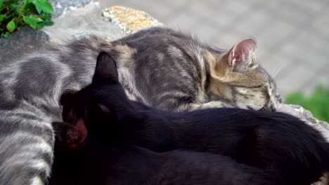 el gato alimenta a los gatitos con el pecho