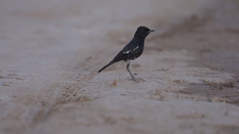 pied bush chat taking off