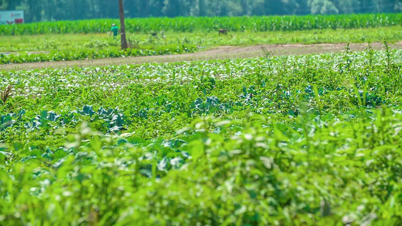 샐러드 재배 전경