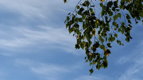 Rama-De-Abedul-Con-Hojas-Amarillas-Y-Verdes-Ondeando-En-El-Viento