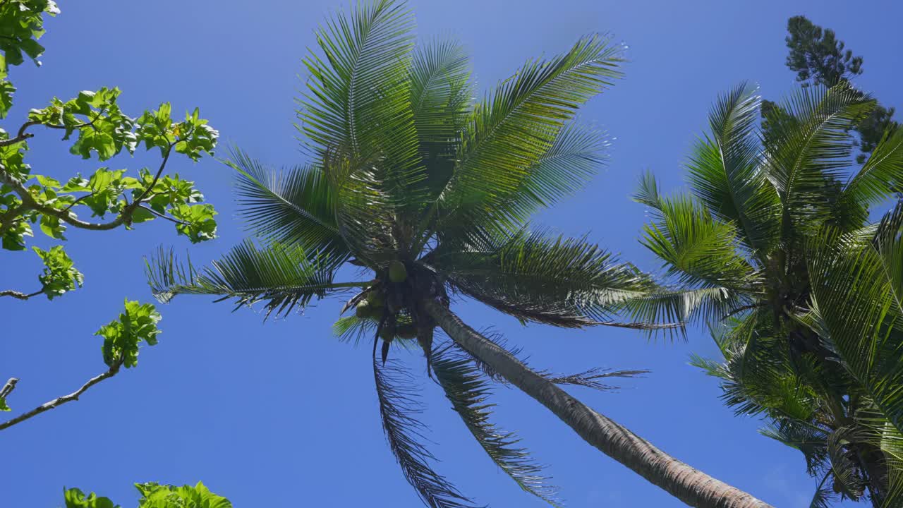 Viewing a coconut tree from the ground on a bright and sunny day
