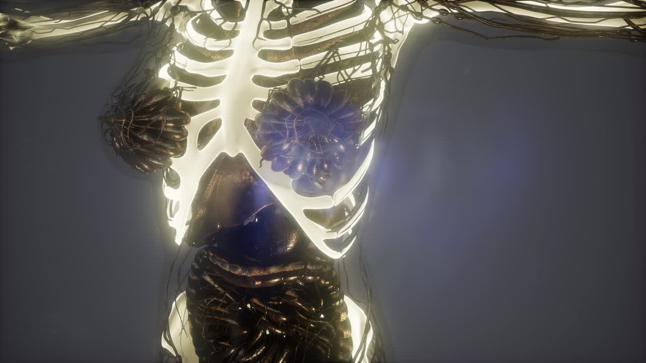 눈에 띄는 골격  ⁇ 가 있는 인간의 몸