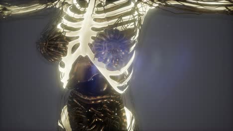 cuerpo humano con huesos esqueléticos visibles